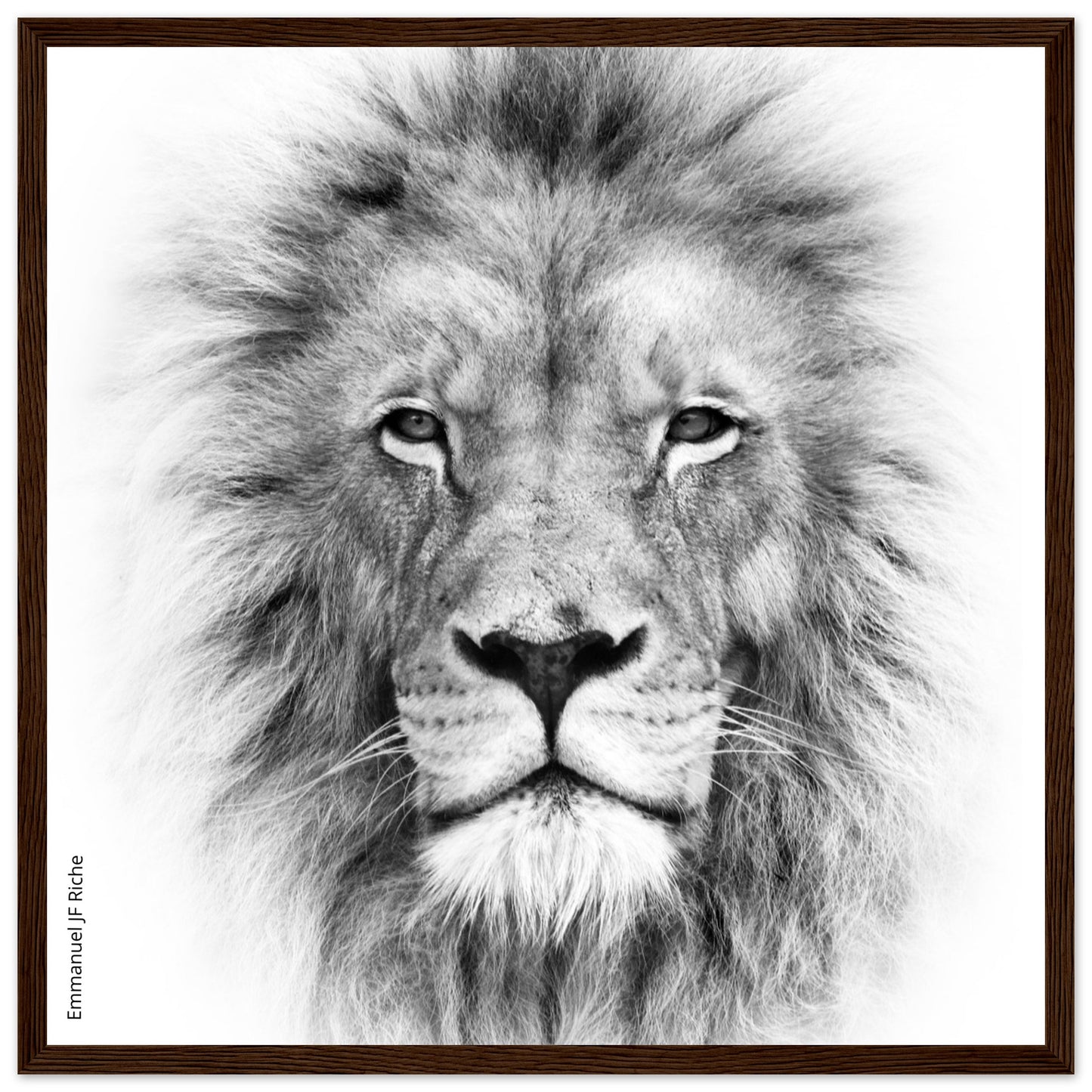 Lion - Cadre bois et papier poster mat 200g/m2 et cadre bois