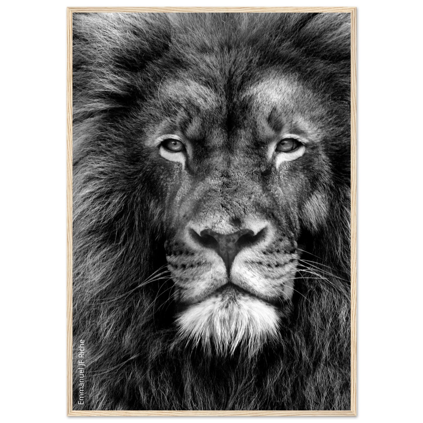 Lion - Cadre bois et papier poster mat 200g/m2 et cadre bois