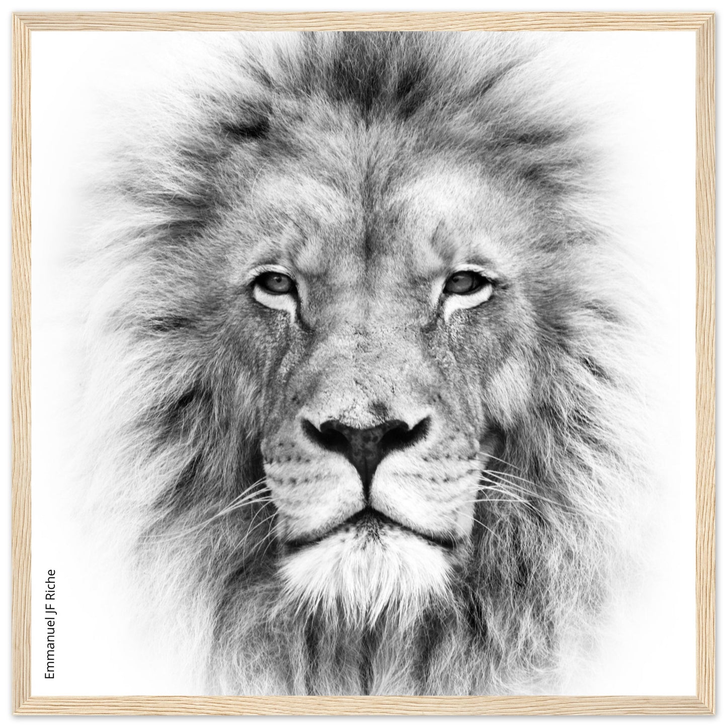 Lion - Cadre bois et papier poster mat 200g/m2 et cadre bois