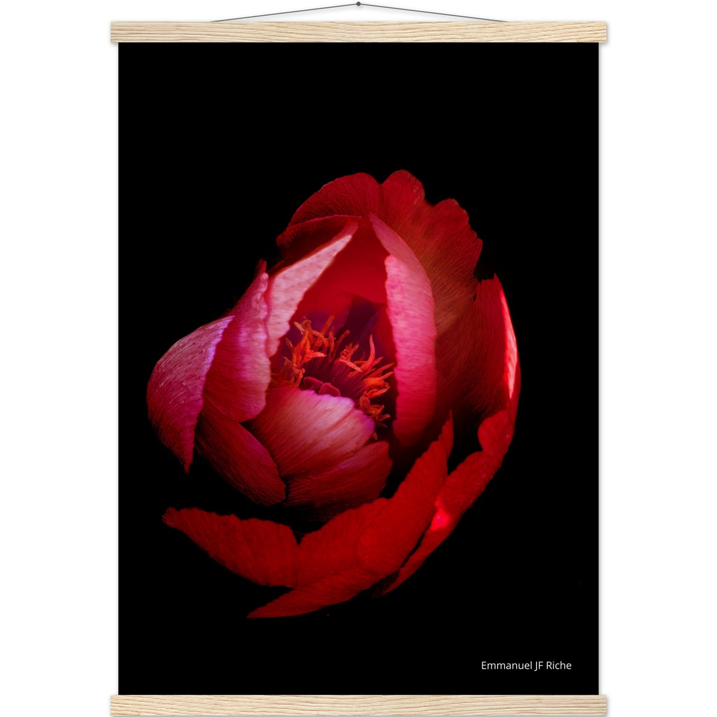 Rose rouge - Affiche en papier mat qualité musée avec cintres bois