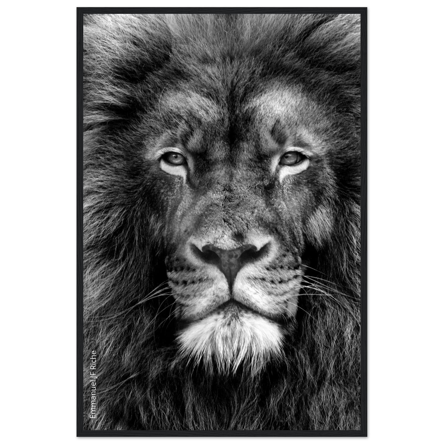 Lion - Cadre bois et papier poster mat 200g/m2 et cadre bois