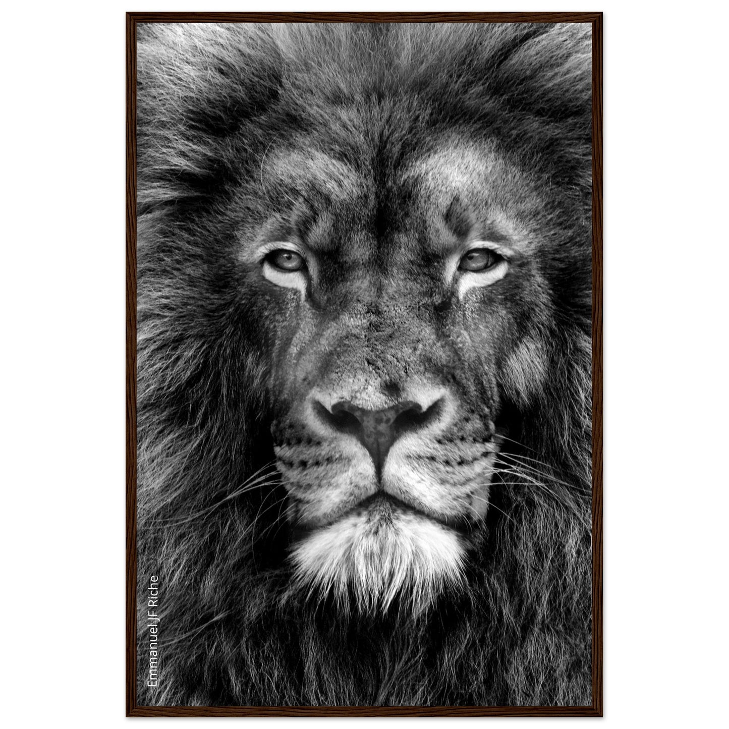 Lion - Cadre bois et papier poster mat 200g/m2 et cadre bois