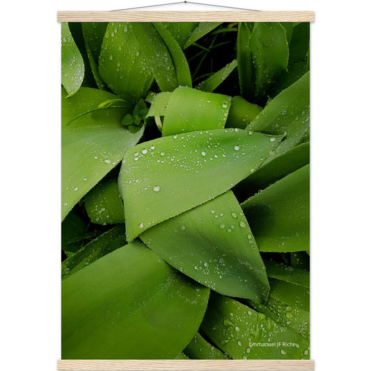 Feuilles vertes - Affiche en papier mat qualité musée avec cintres bois