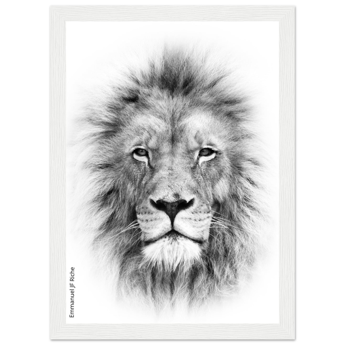 Lion - Cadre bois et papier poster mat 200g/m2 et cadre bois