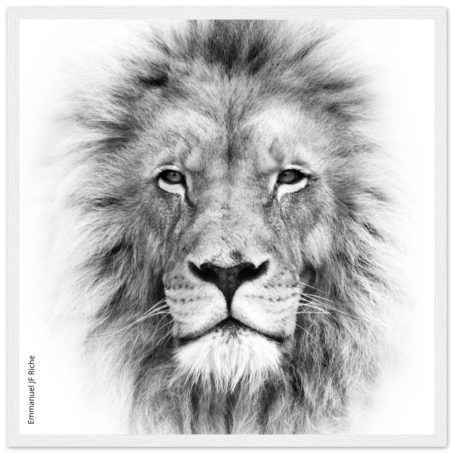 Lion - Cadre bois et papier poster mat 200g/m2 et cadre bois