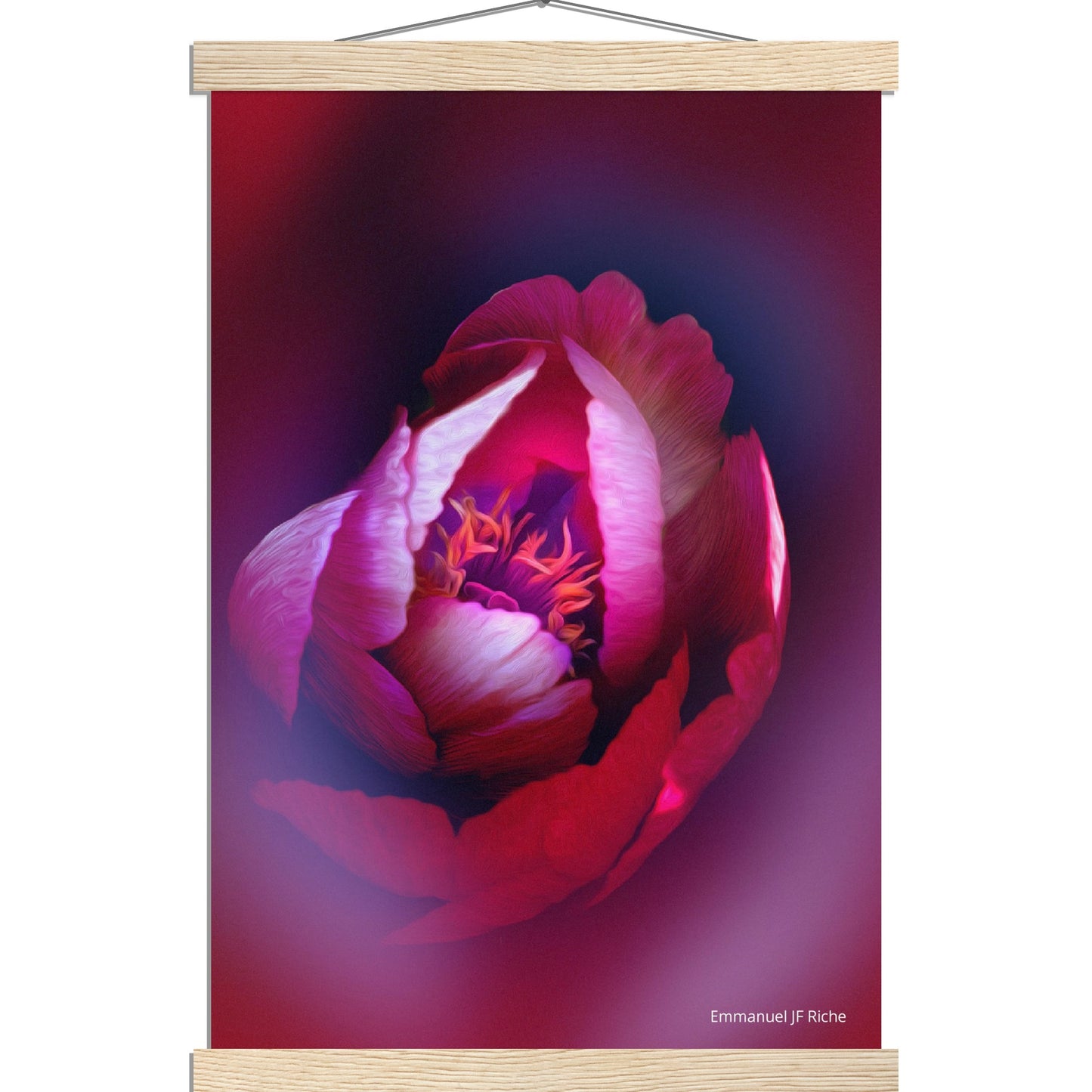 Rose - création rose-mauve - Affiche en papier mat qualité musée avec cintres bois