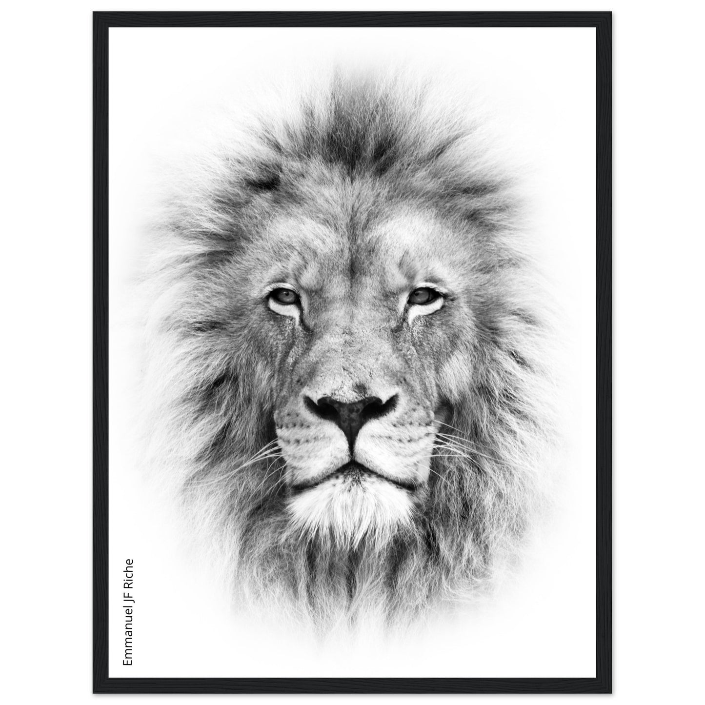 Lion - Cadre bois et papier poster mat 200g/m2 et cadre bois