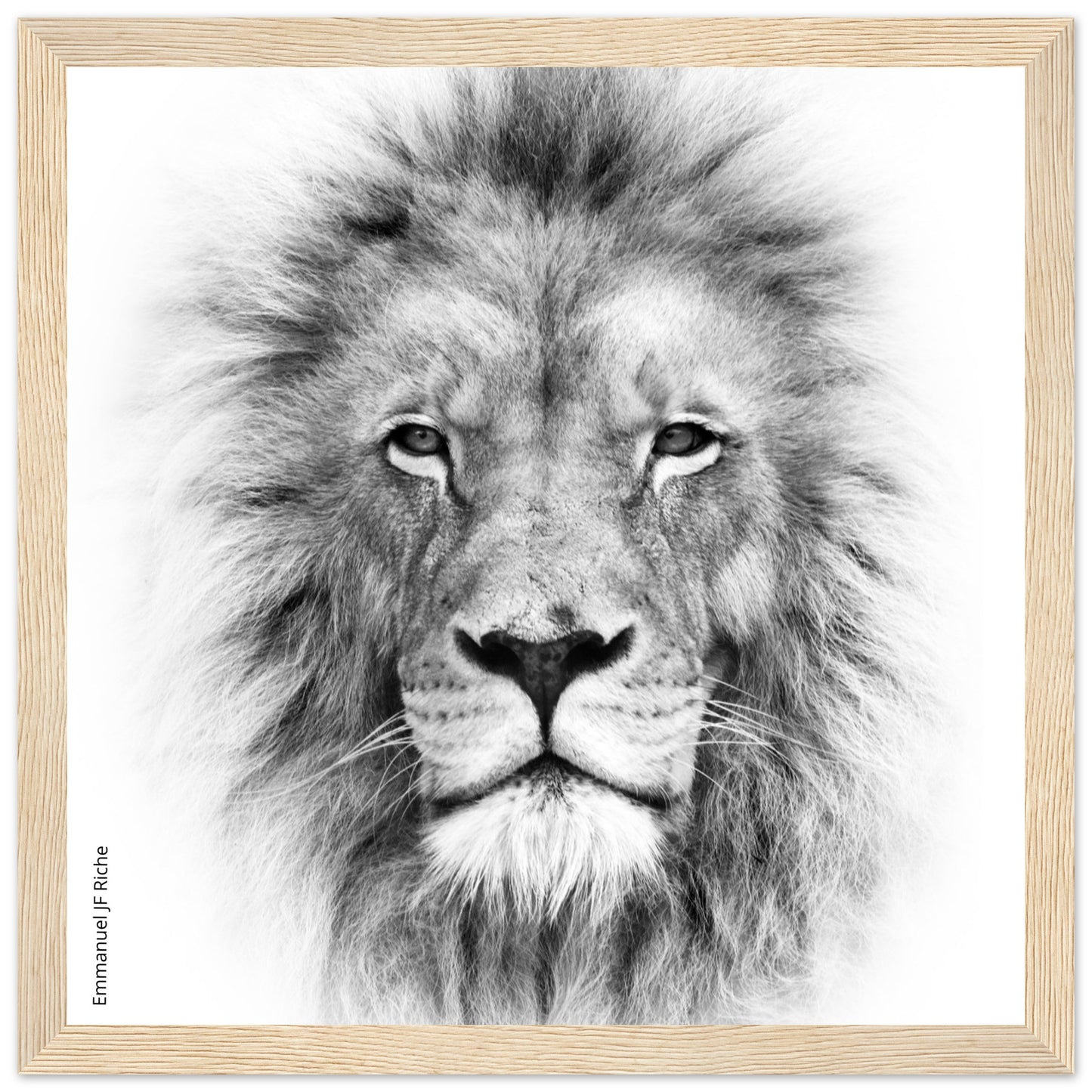 Lion - Cadre bois et papier poster mat 200g/m2 et cadre bois