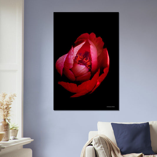 Rose rouge - papier poster Premium Semi-Glossy