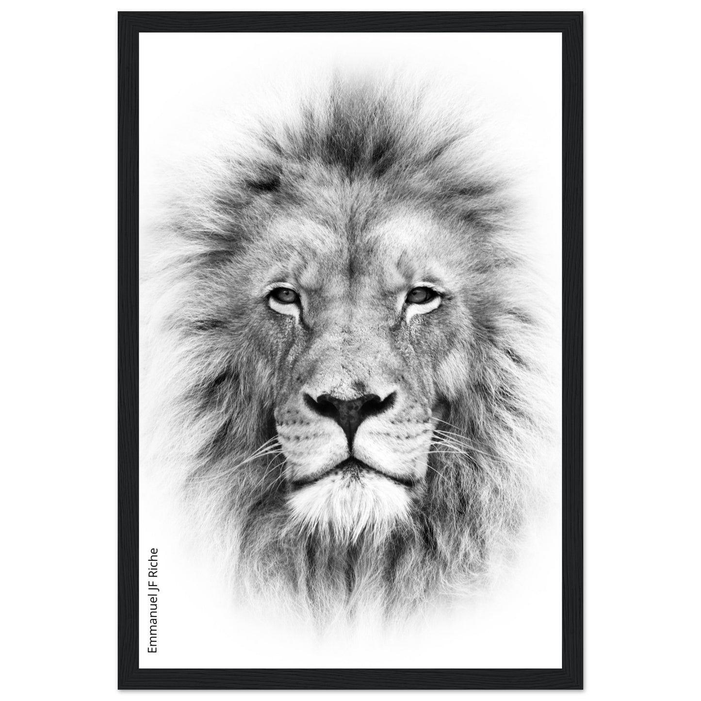 Lion - Cadre bois et papier poster mat 200g/m2 et cadre bois