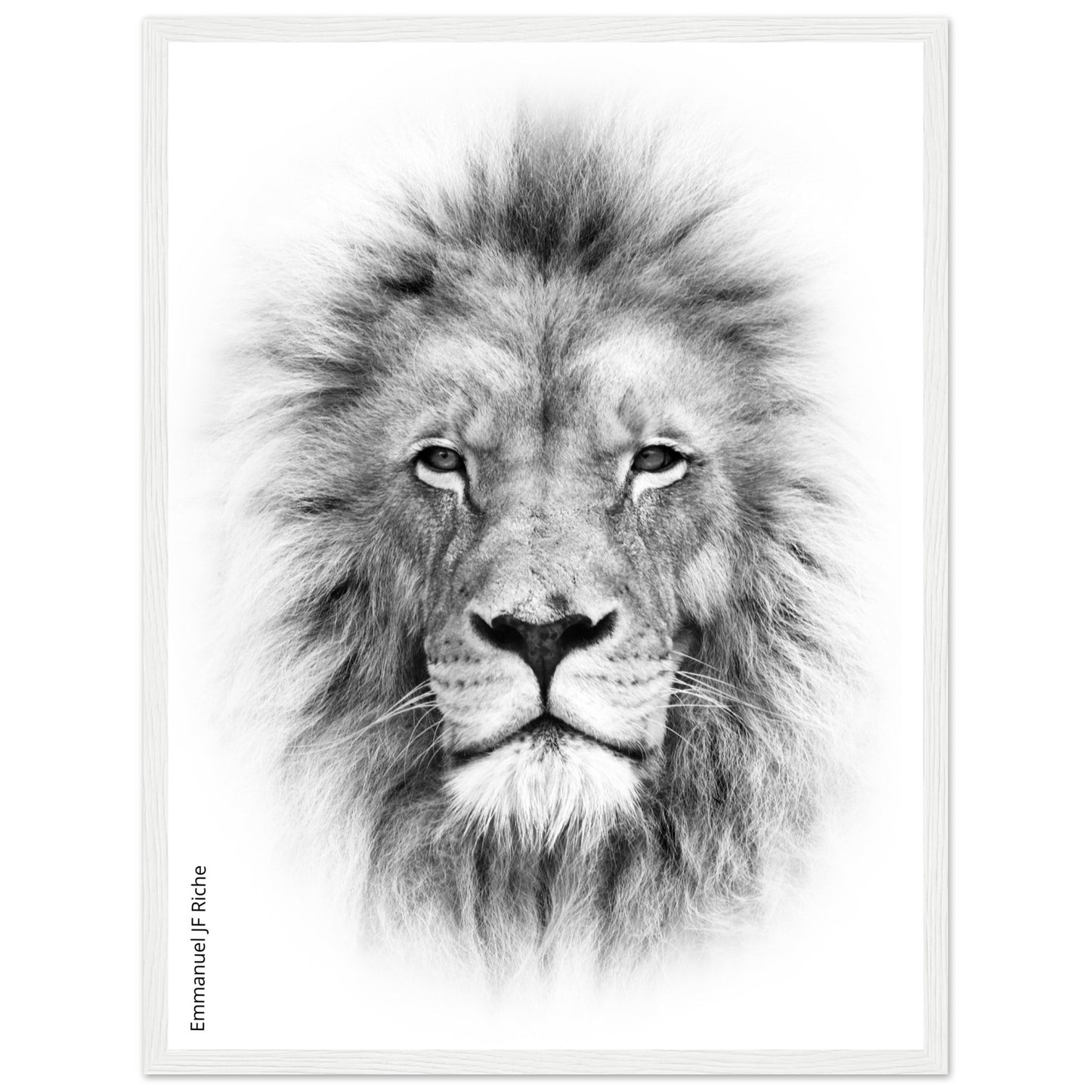 Lion - Cadre bois et papier poster mat 200g/m2 et cadre bois