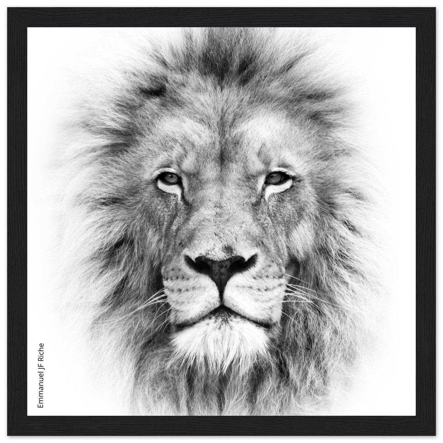 Lion - Cadre bois et papier poster mat 200g/m2 et cadre bois