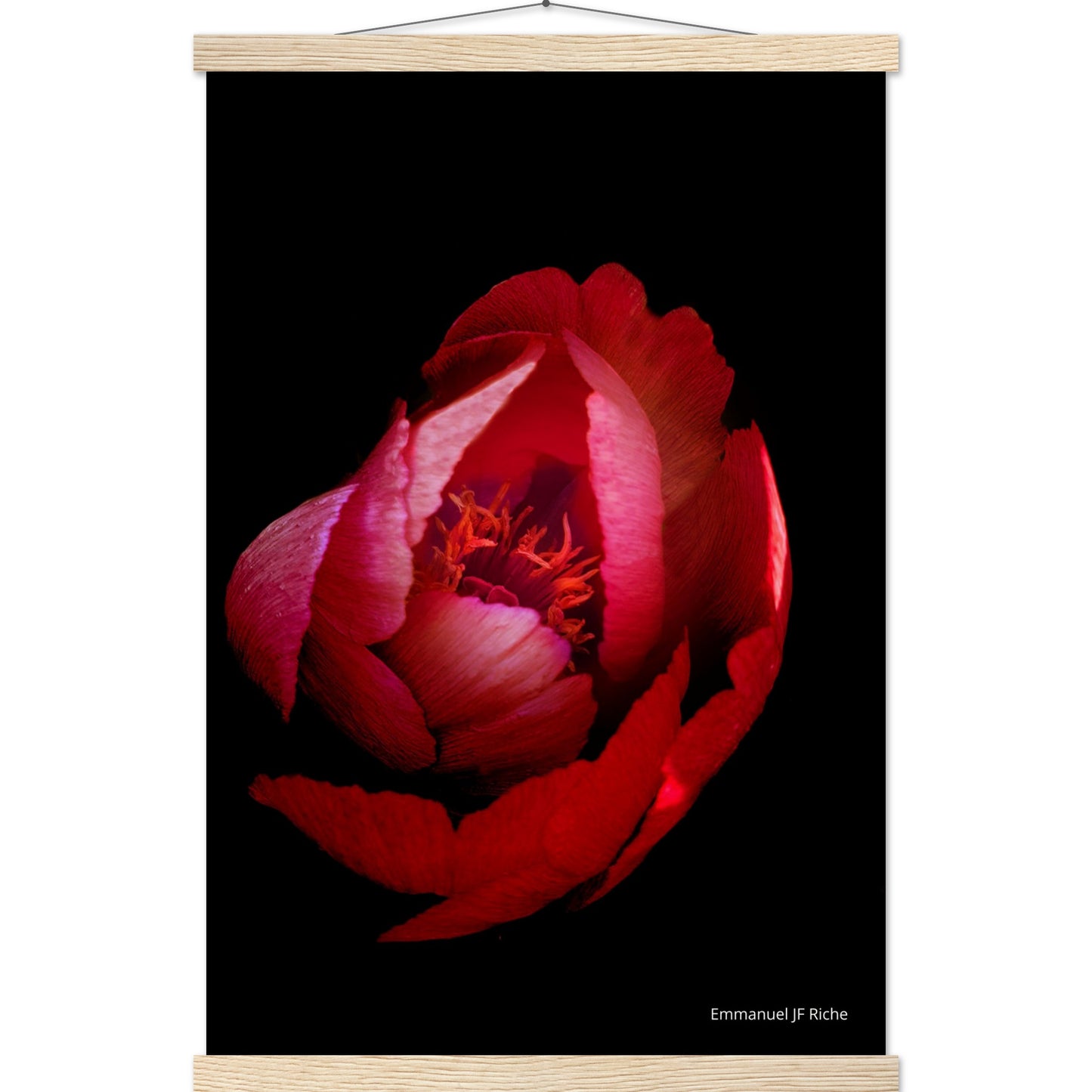 Rose rouge - Affiche en papier mat qualité musée avec cintres bois