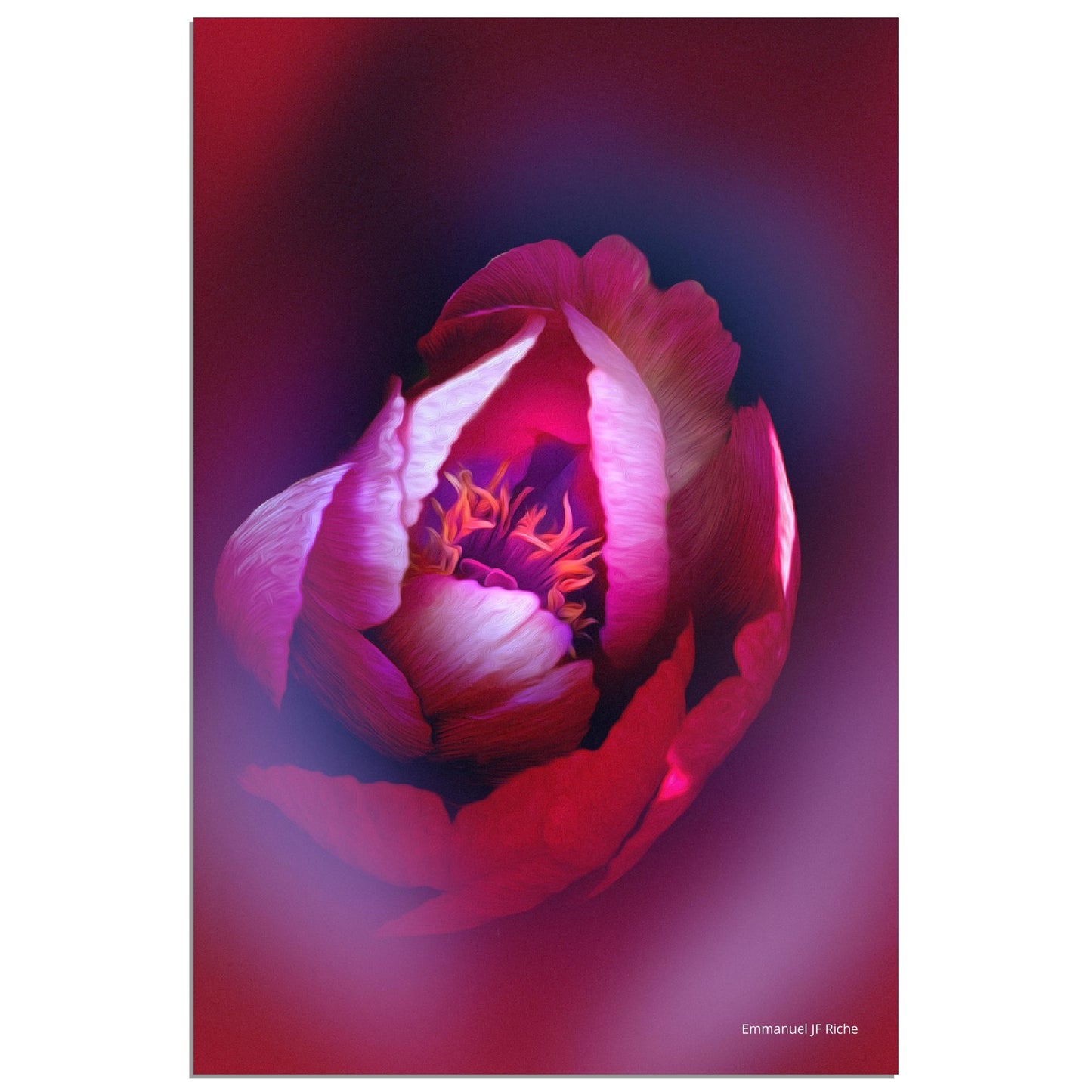 Rose - création rose-mauve - Impression sur aluminium