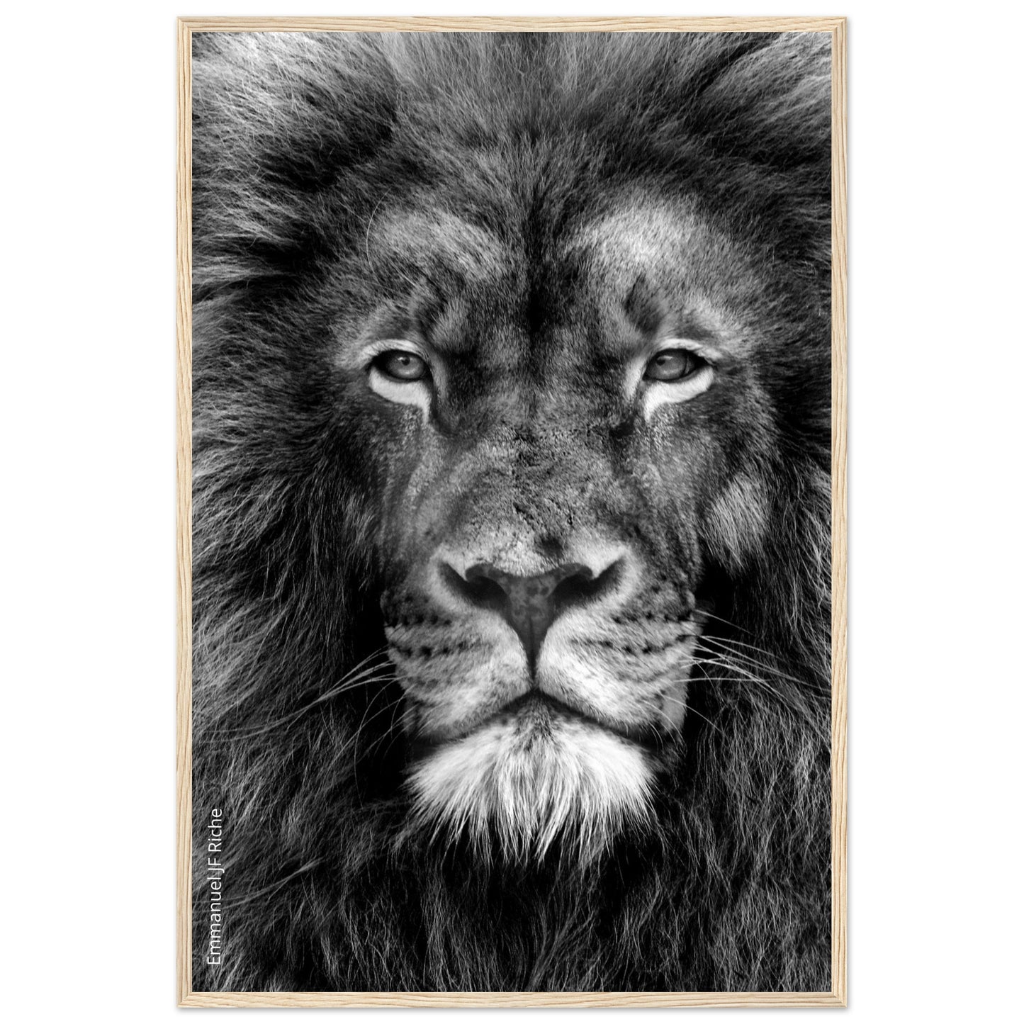 Lion - Cadre bois et papier poster mat 200g/m2 et cadre bois