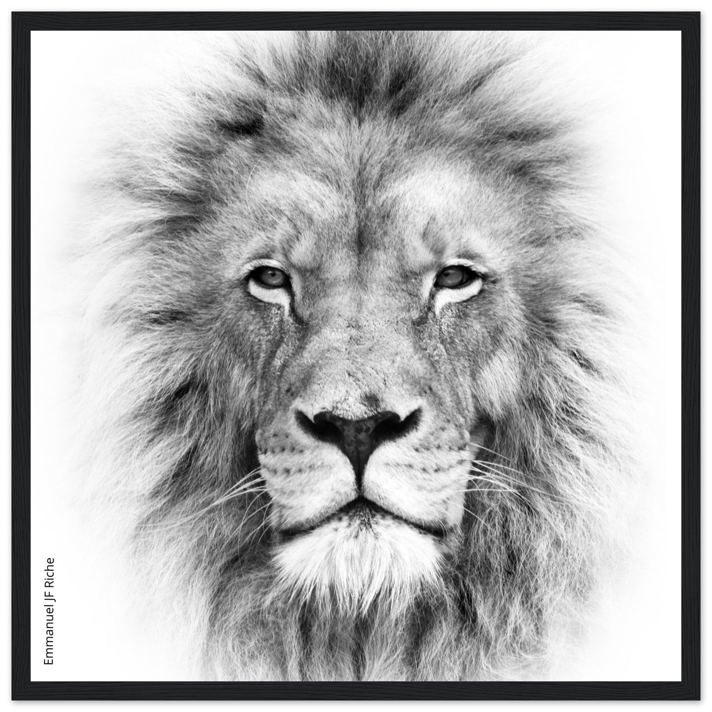 Lion - Cadre bois et papier poster mat 200g/m2 et cadre bois