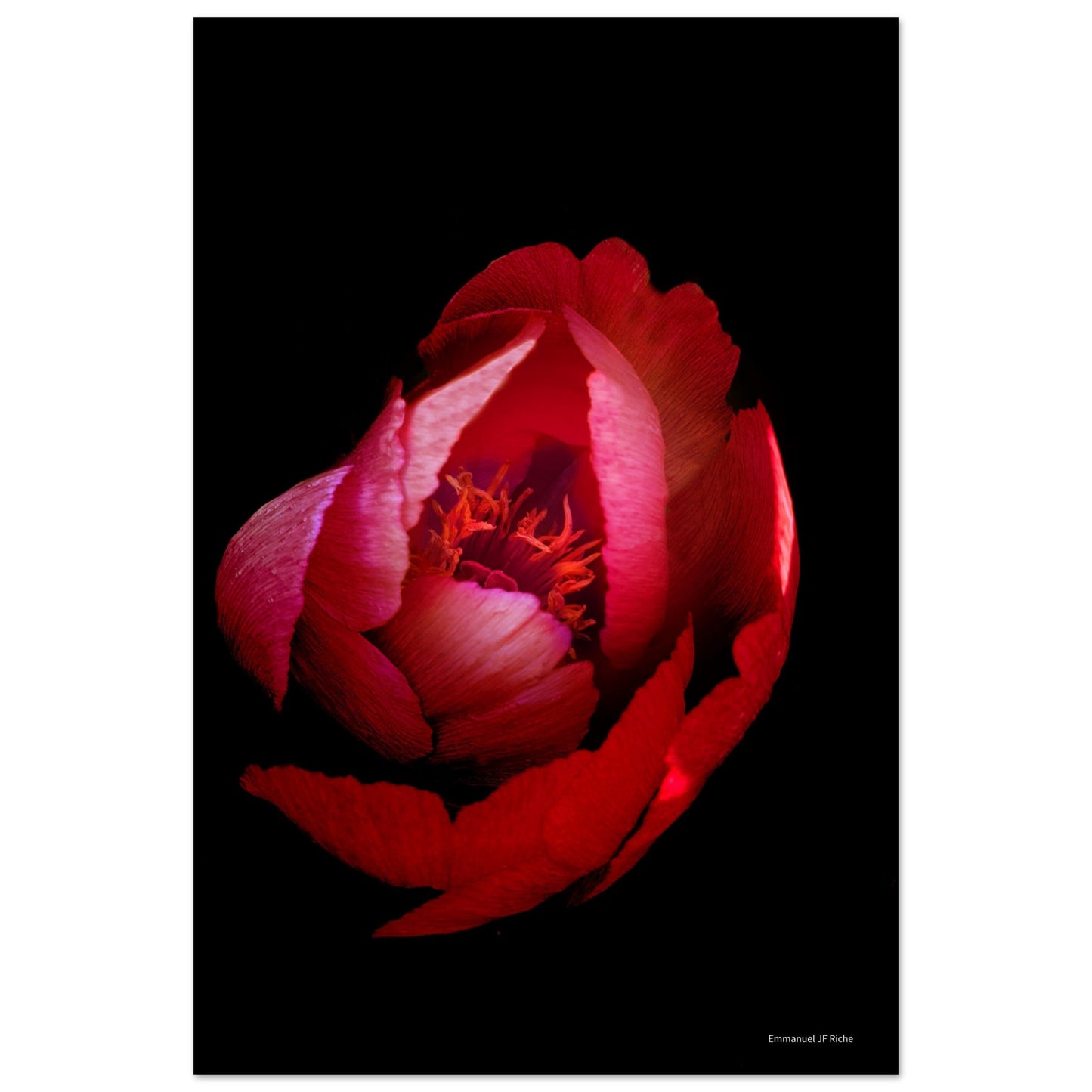 Rose rouge - papier poster Premium Semi-Glossy