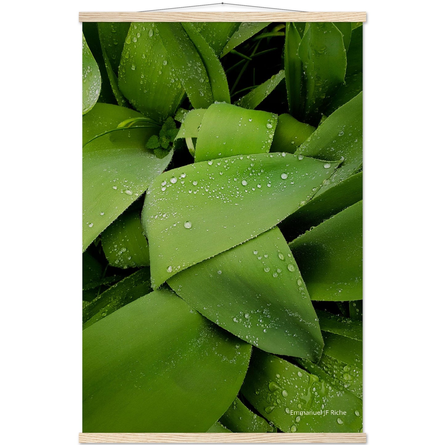 Feuilles vertes - Affiche en papier mat qualité musée avec cintres bois