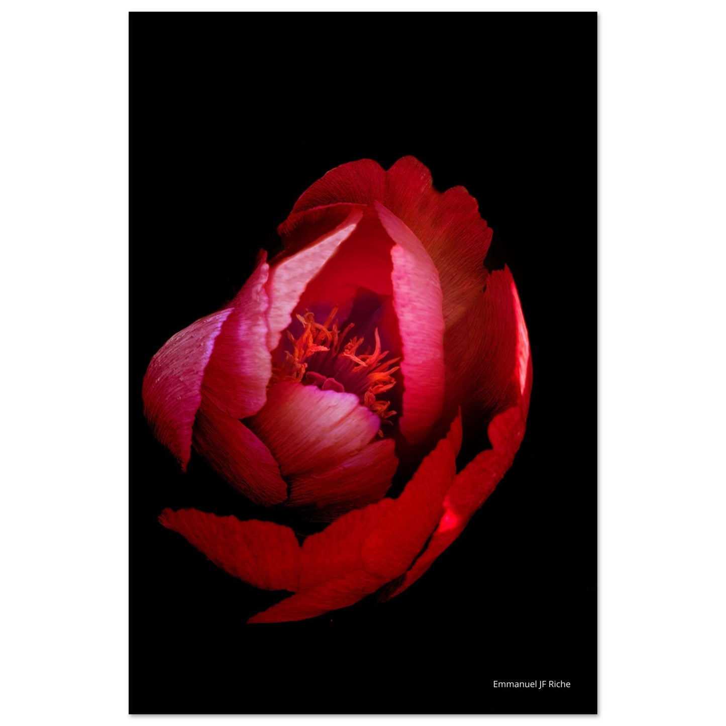 Rose rouge - Impression sur aluminium