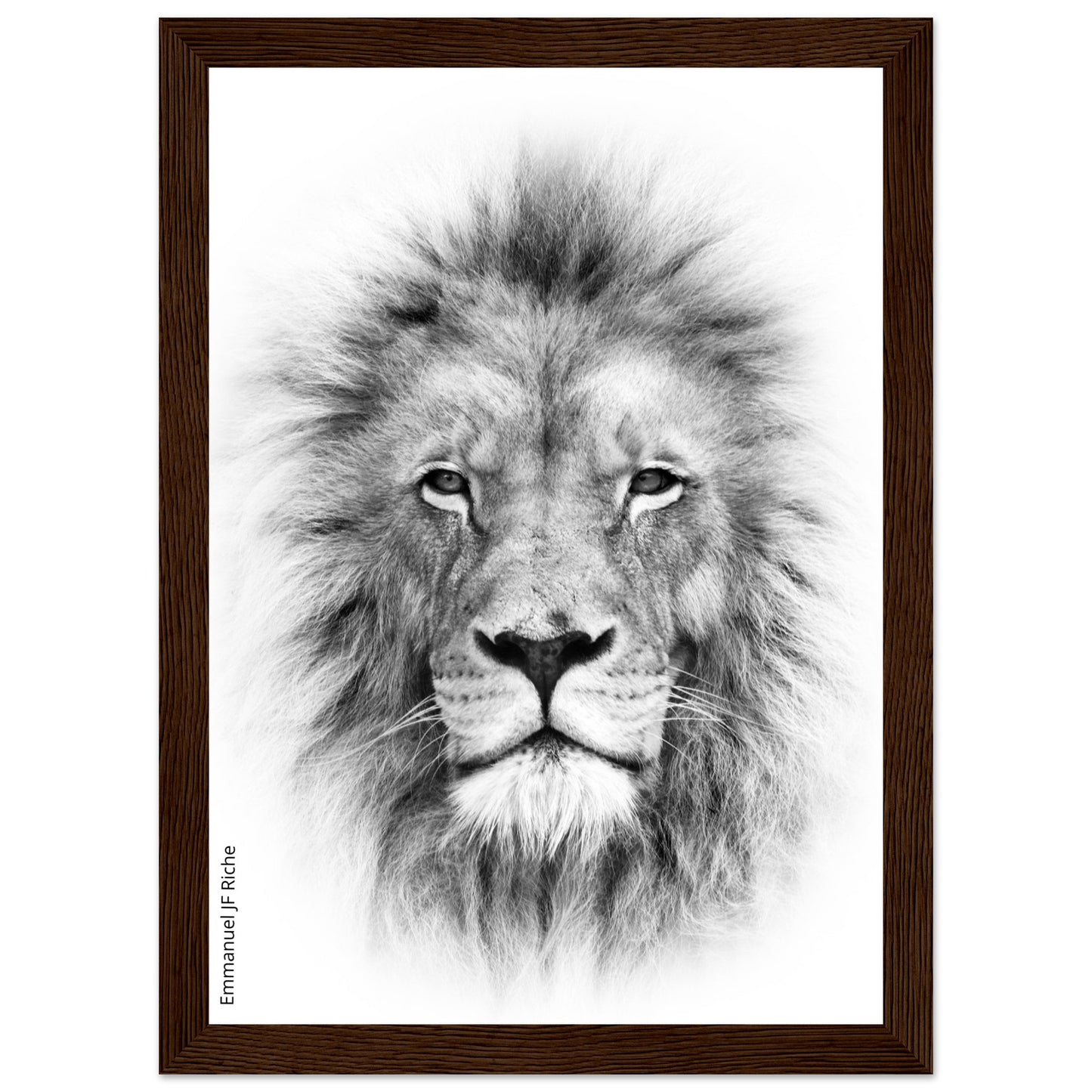 Lion - Cadre bois et papier poster mat 200g/m2 et cadre bois