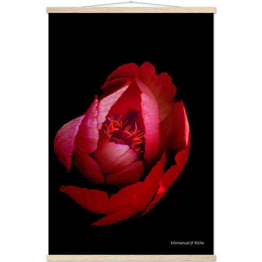 Rose rouge - Affiche en papier mat qualité musée avec cintres bois