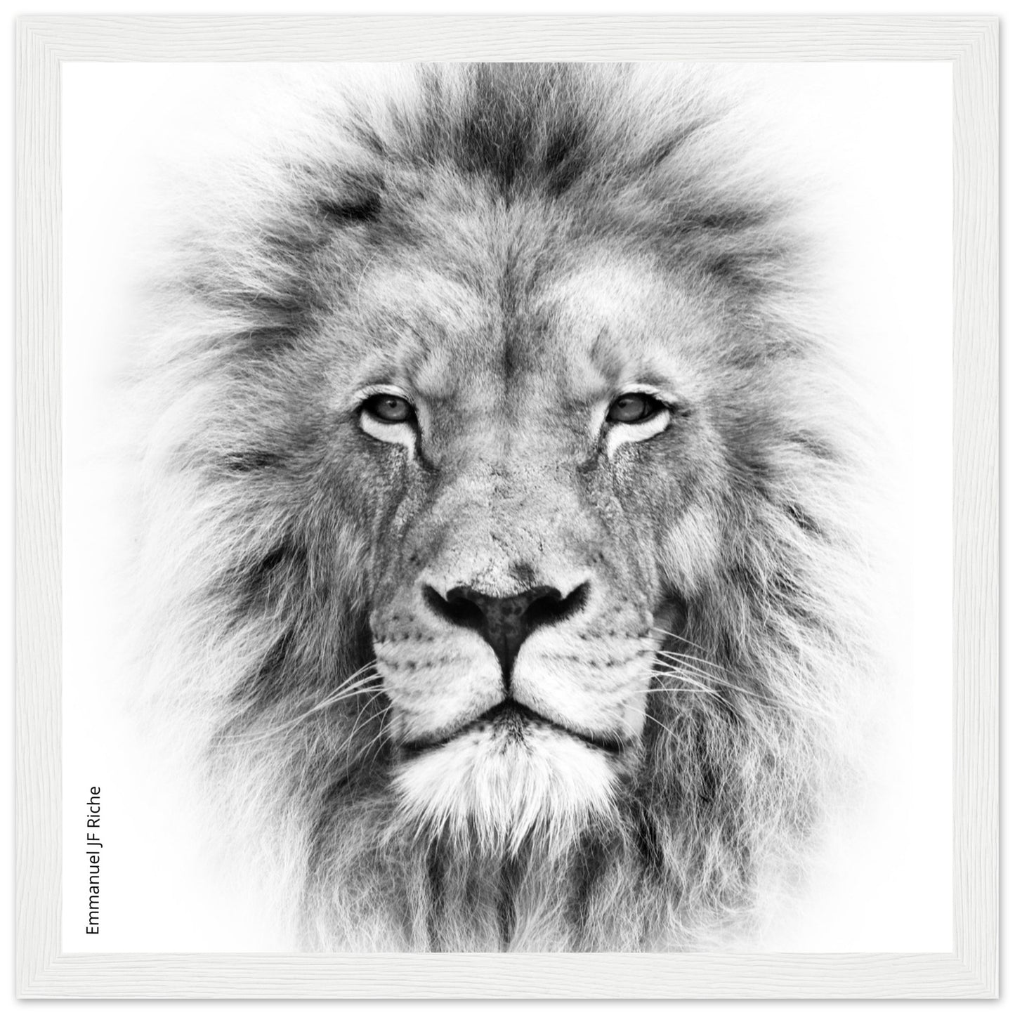 Lion - Cadre bois et papier poster mat 200g/m2 et cadre bois