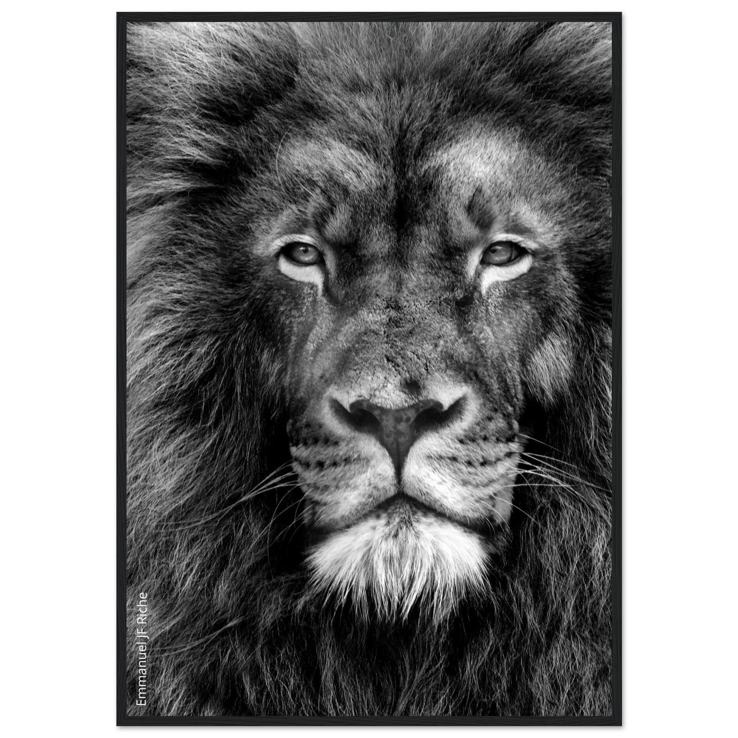 Lion - Cadre bois et papier poster mat 200g/m2 et cadre bois