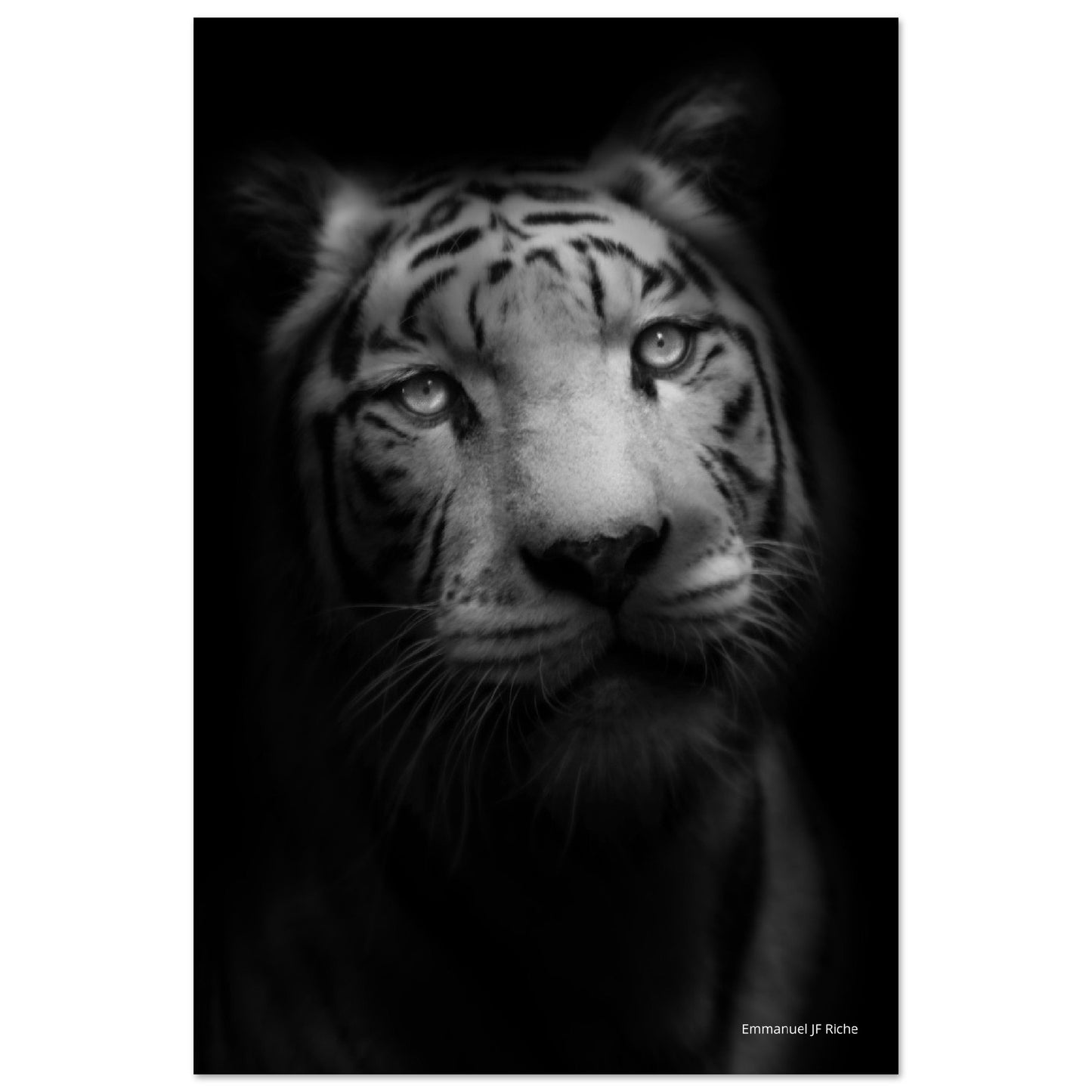 Tigre blanc HK - Impression sur aluminium