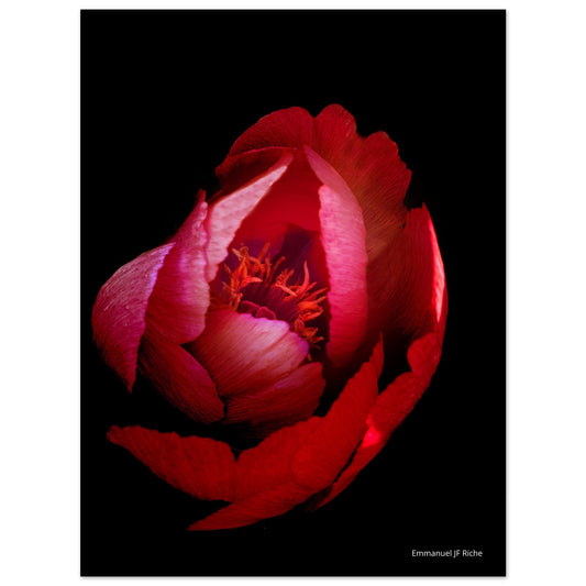 Rose rouge - Impression sur aluminium