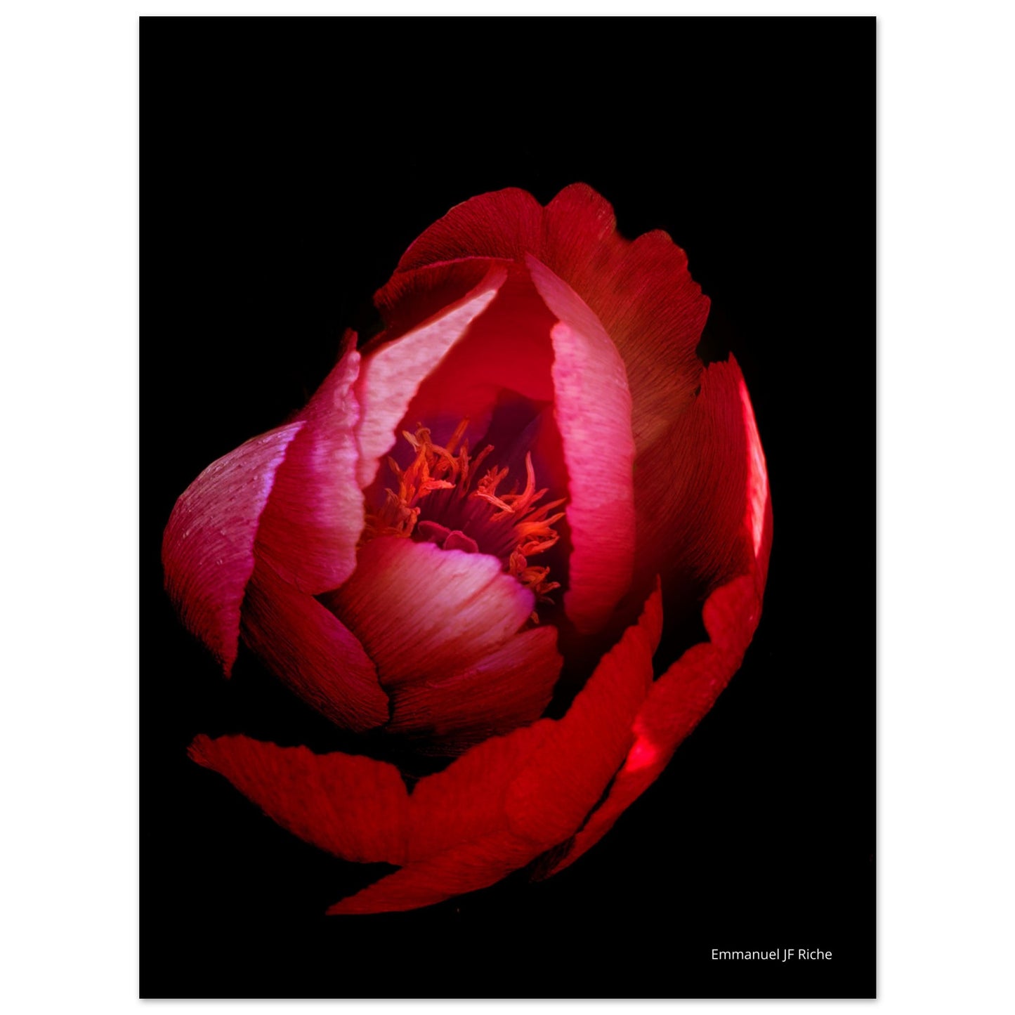 Rose rouge - Impression sur aluminium