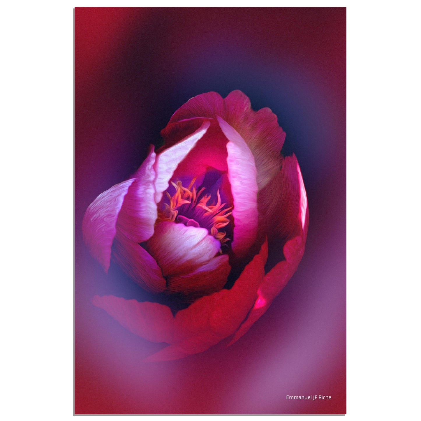 Rose - création rose-mauve - Impression sur aluminium