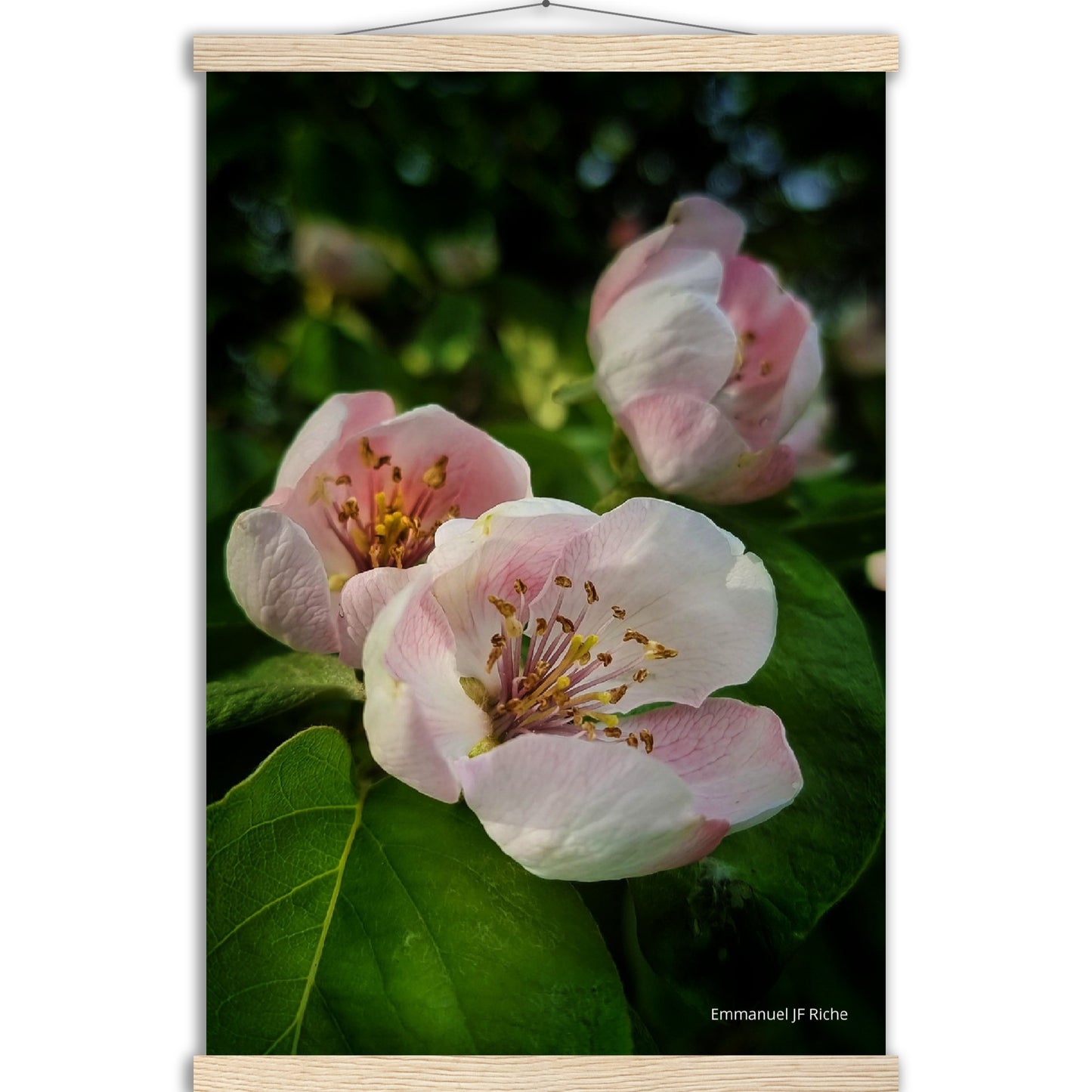 Fleurs de coing - Affiche en papier mat qualité musée avec cintres bois