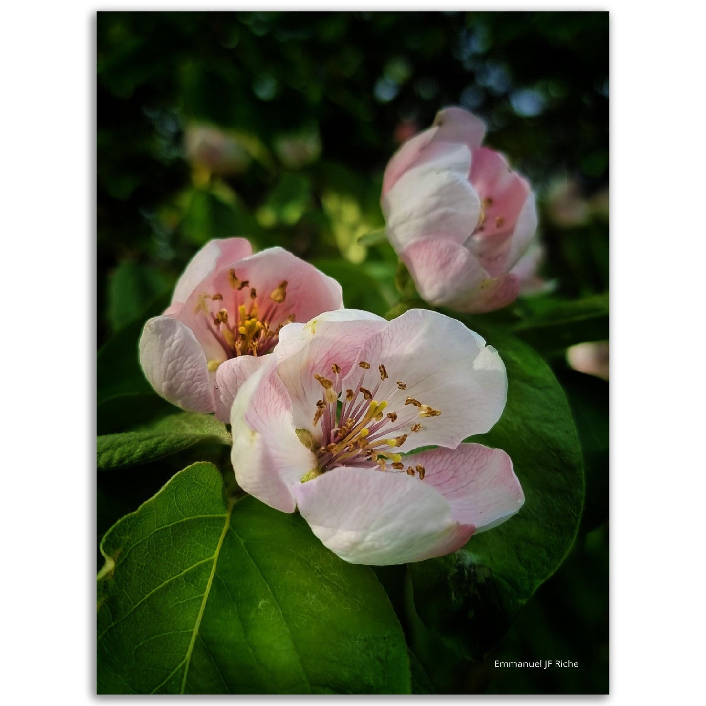 Fleurs de coing - Impression sur aluminium