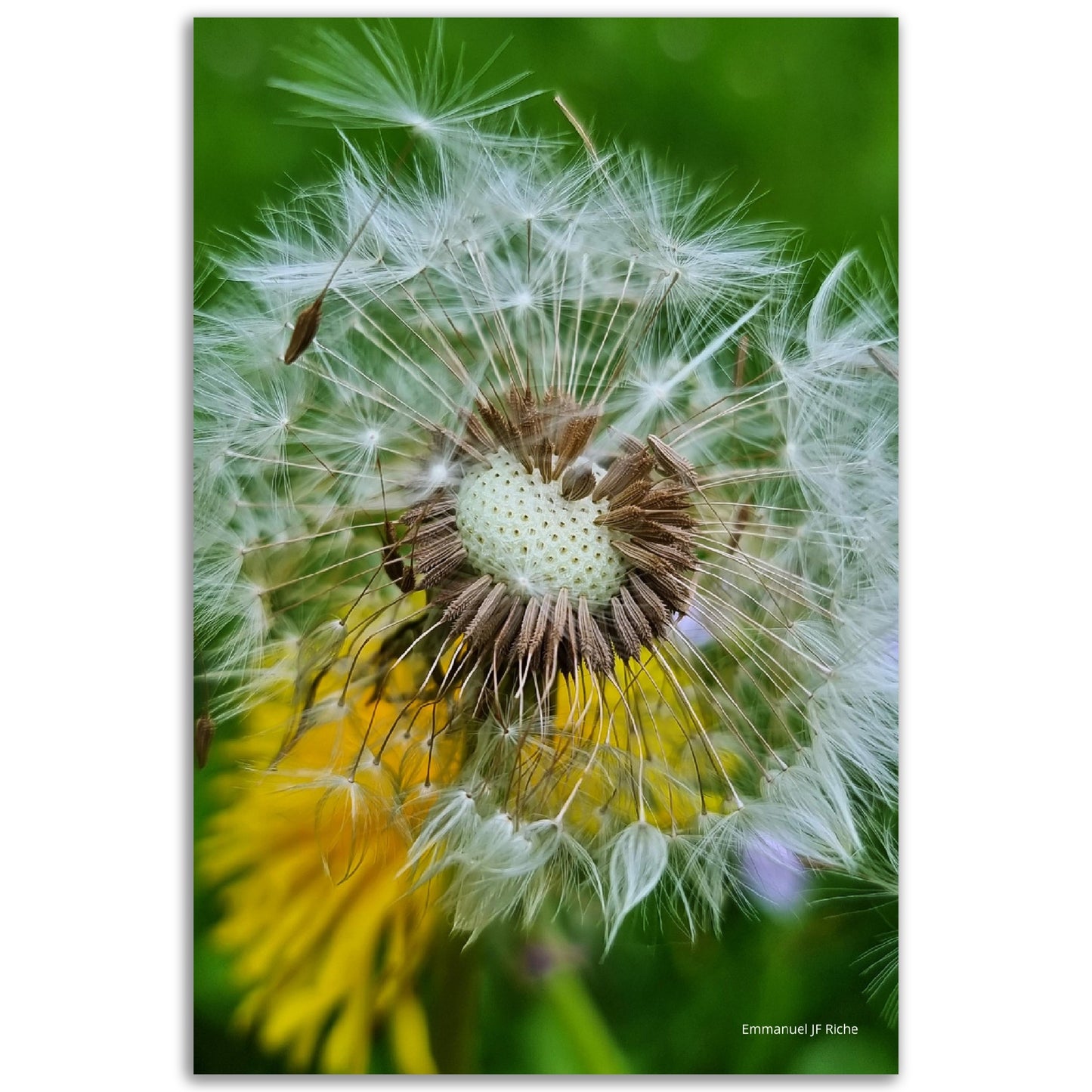 Ombelles de pissenlit - Impression sur aluminium