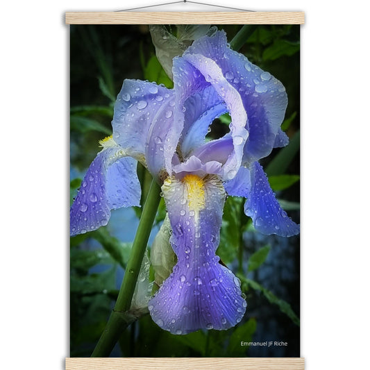 Iris mauve - Affiche en papier mat qualité musée avec cintres bois