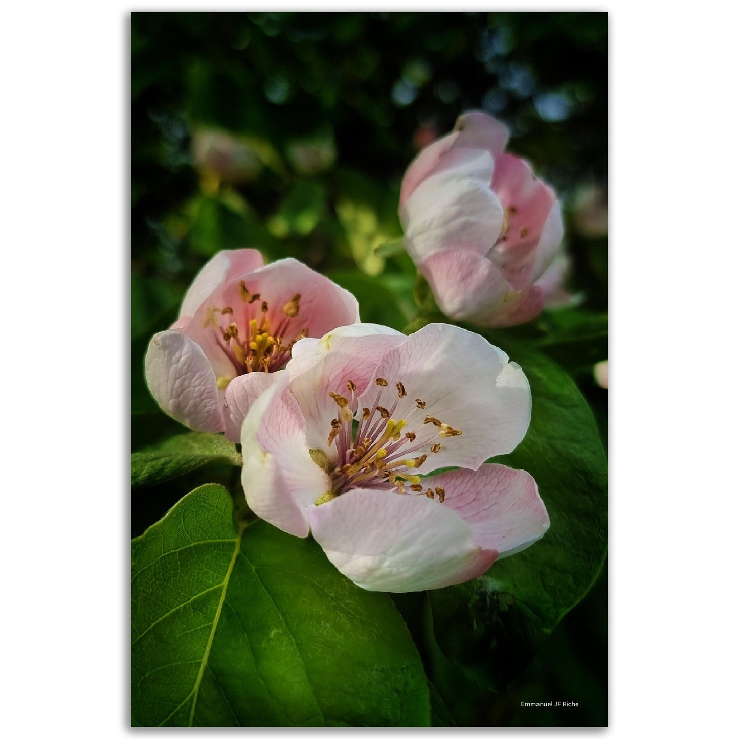 Fleurs de coing - Papier poster Premium Semi-Glossy