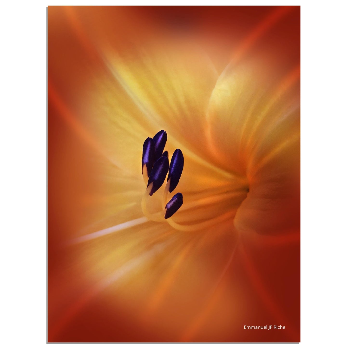 Tulipe - Impression sur aluminium