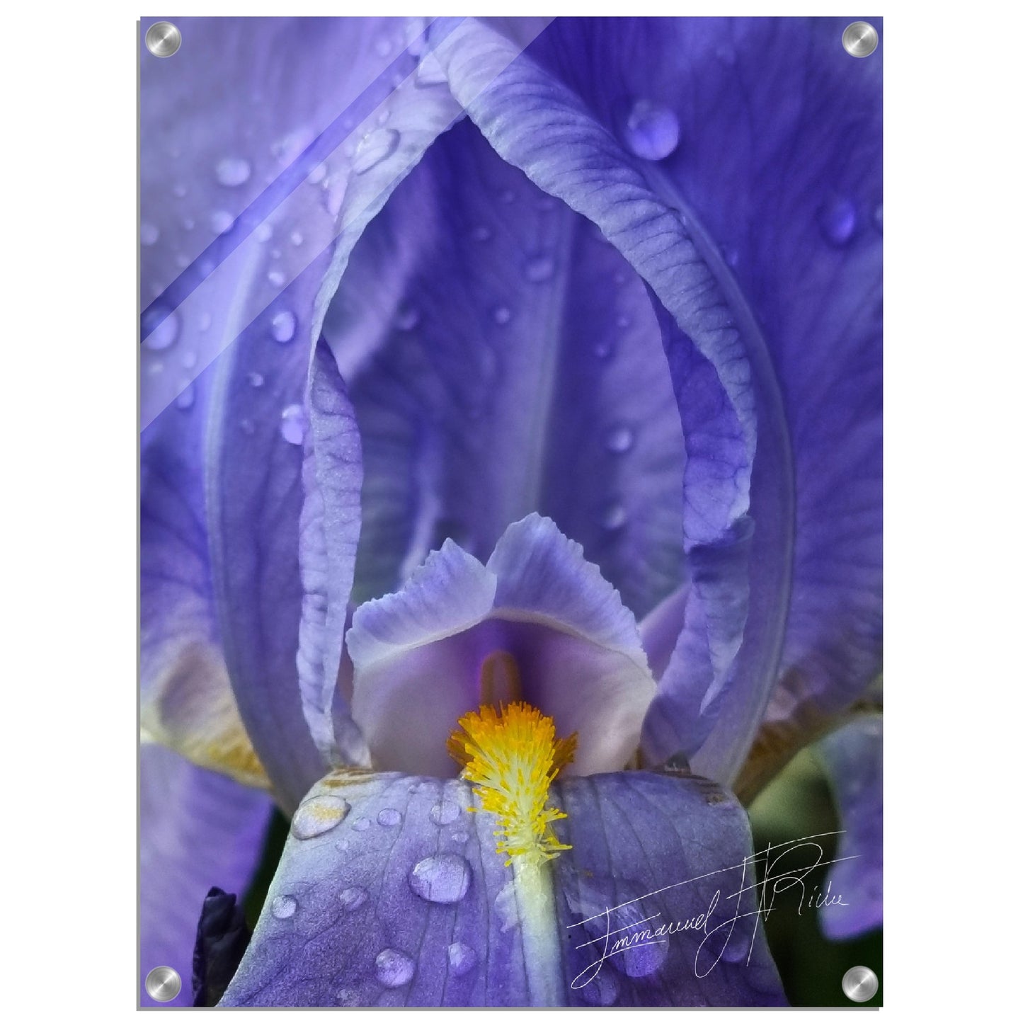 Iris mauve - signature