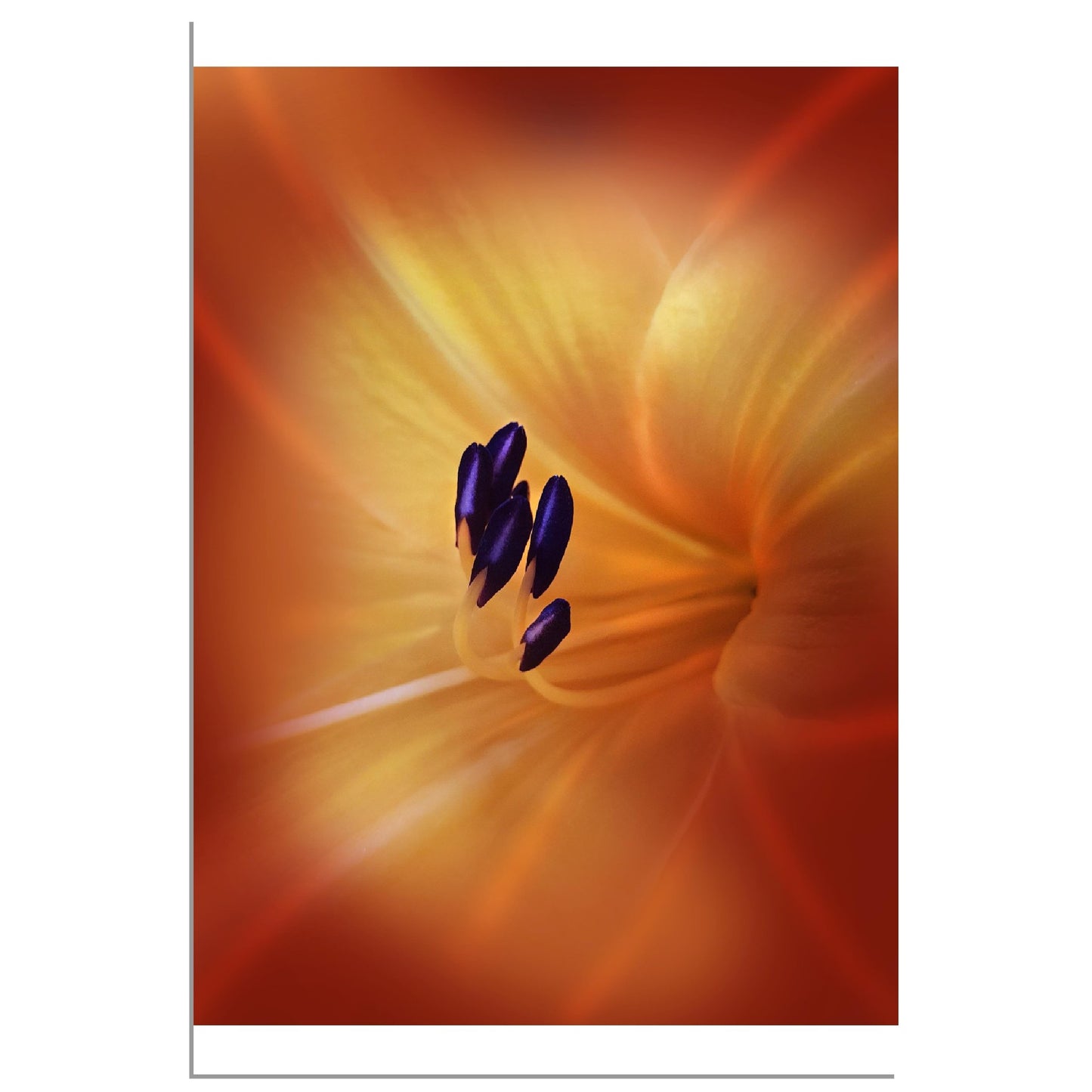 Tulipe - Papier poster Premium Semi-Glossy