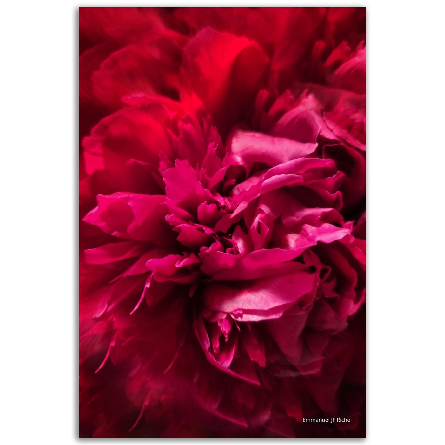 Rose feuille 2 - Impression sur aluminium