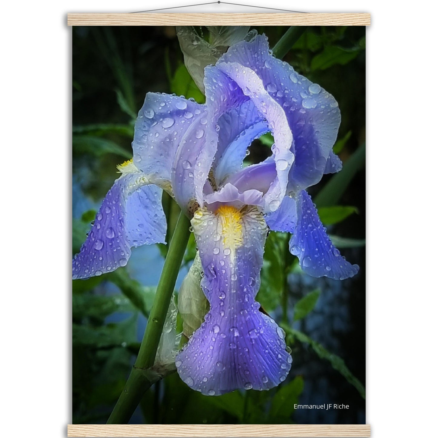 Iris mauve - Affiche en papier mat qualité musée avec cintres bois