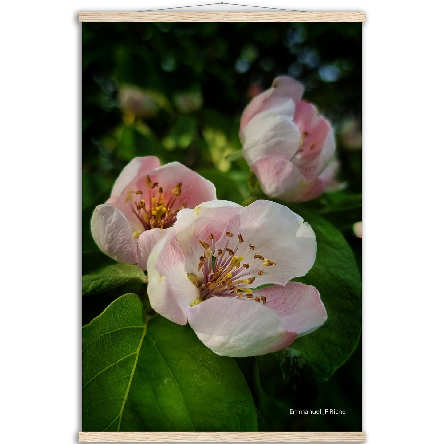 Fleurs de coing - Affiche en papier mat qualité musée avec cintres bois