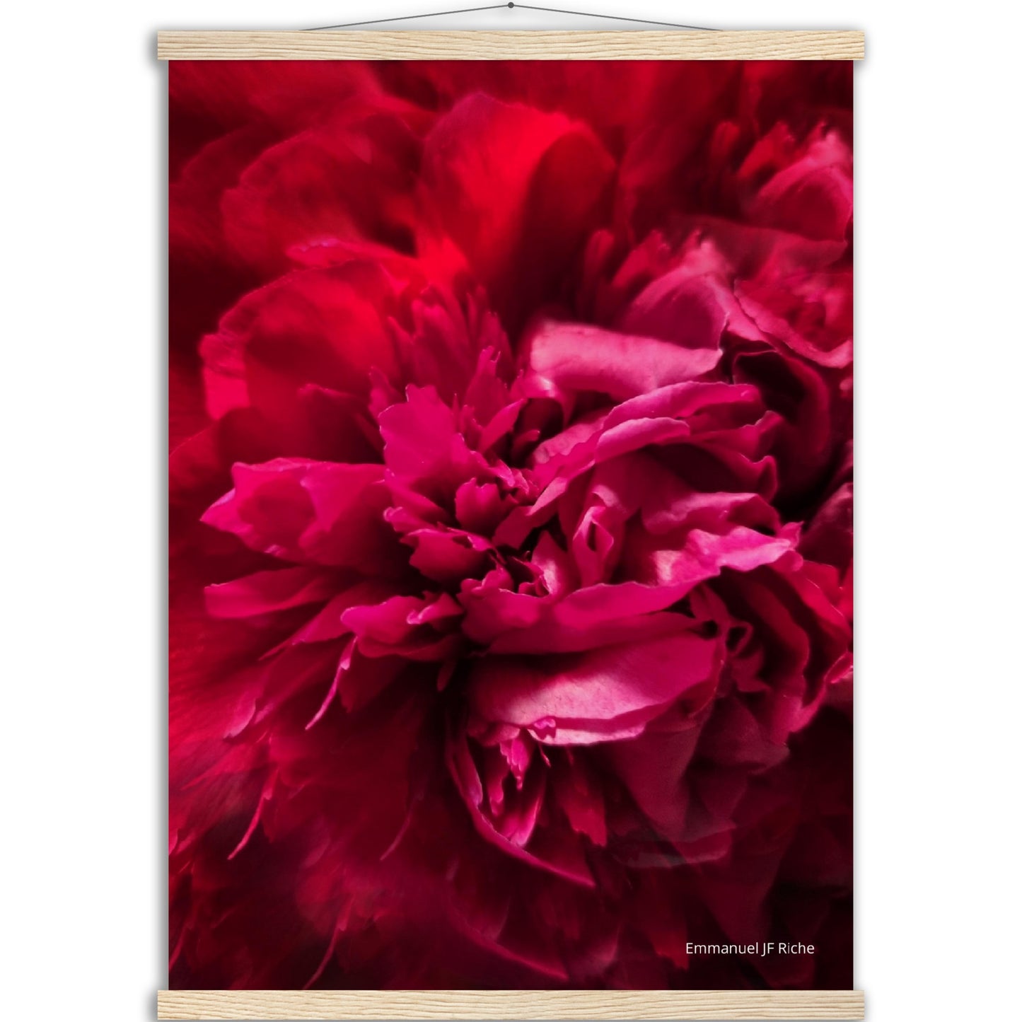 Rose feuille 2 - Affiche en papier mat qualité musée avec cintres bois