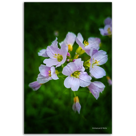 Fleurs des champs - Impression sur aluminium