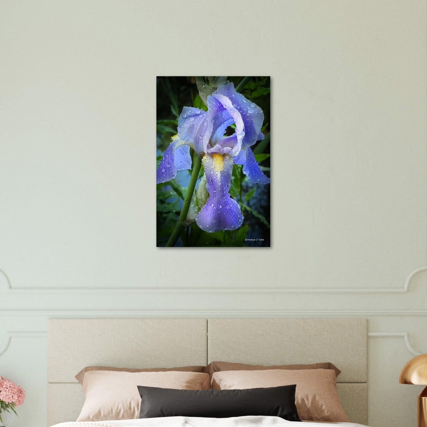 Iris mauve - Impression sur aluminium