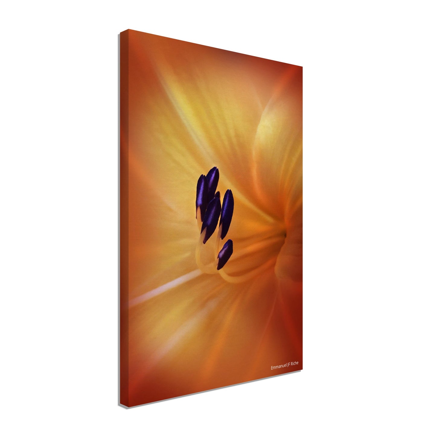 Tulipe - Canvas / Impression sur toile