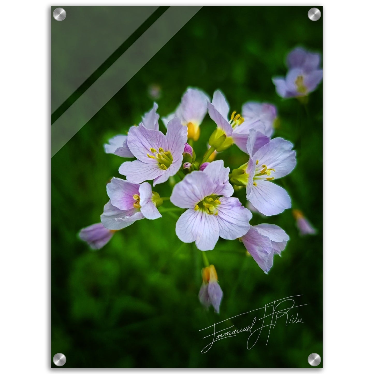 Fleurs des champs - signature