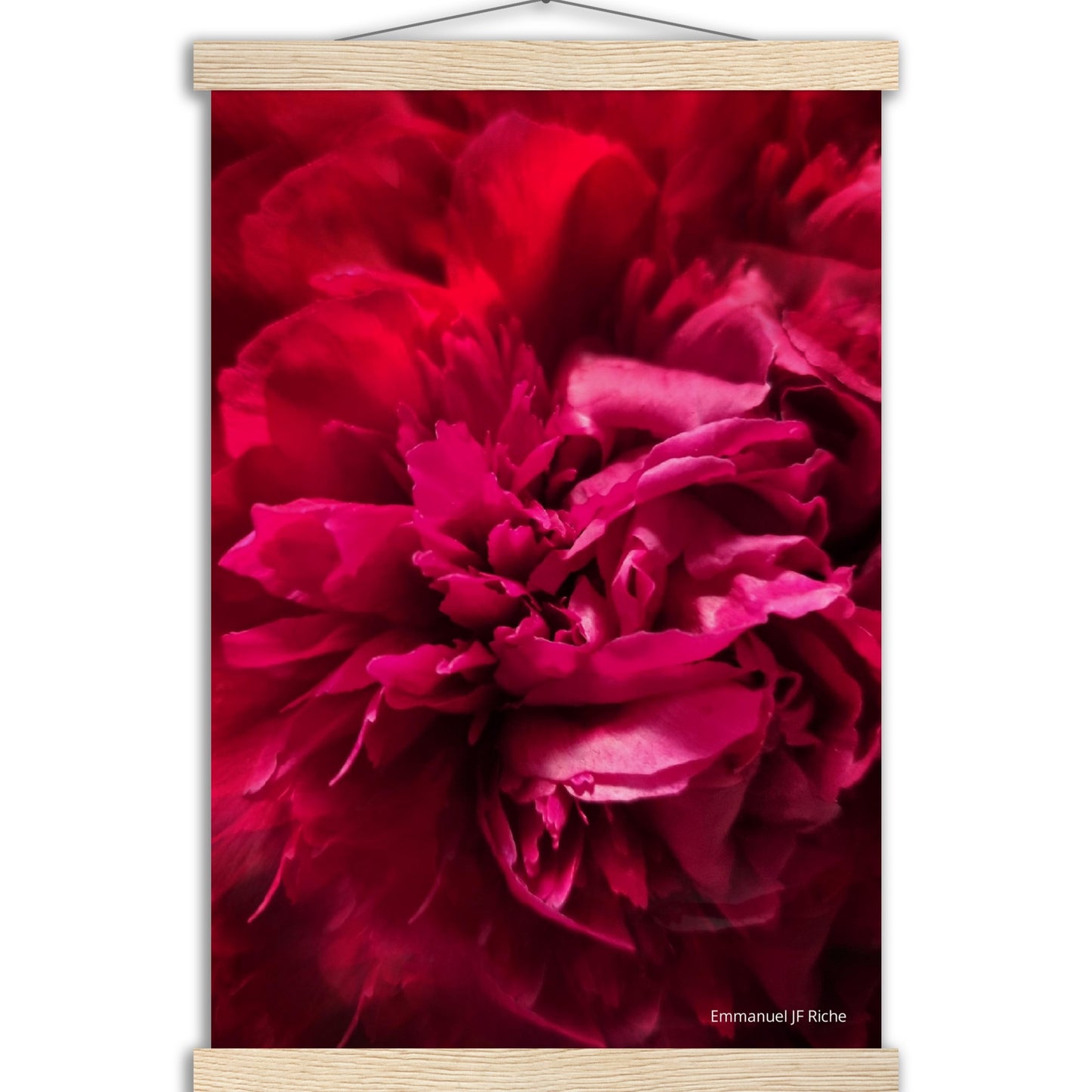 Rose feuille 2 - Affiche en papier mat qualité musée avec cintres bois