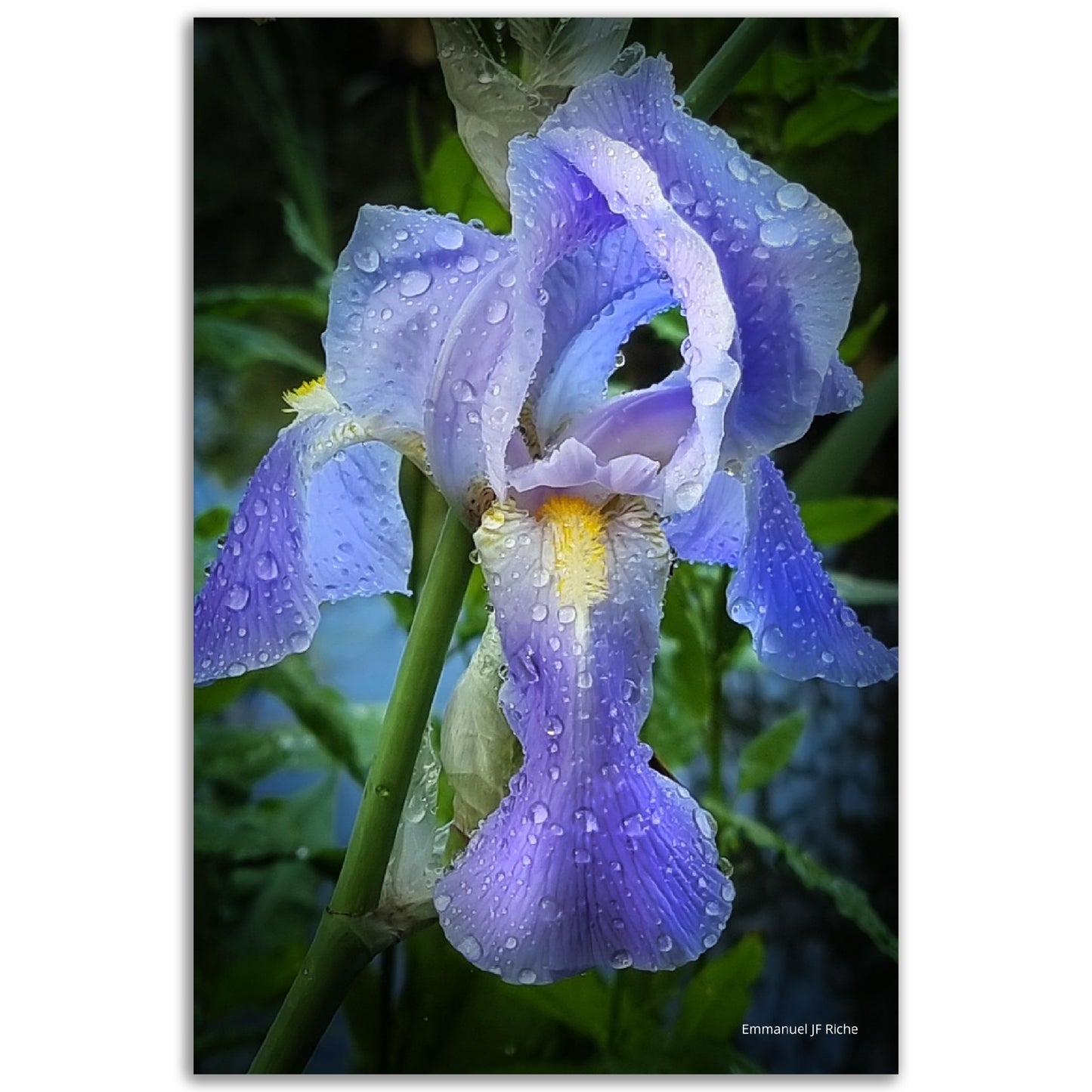 Iris mauve - Impression sur aluminium