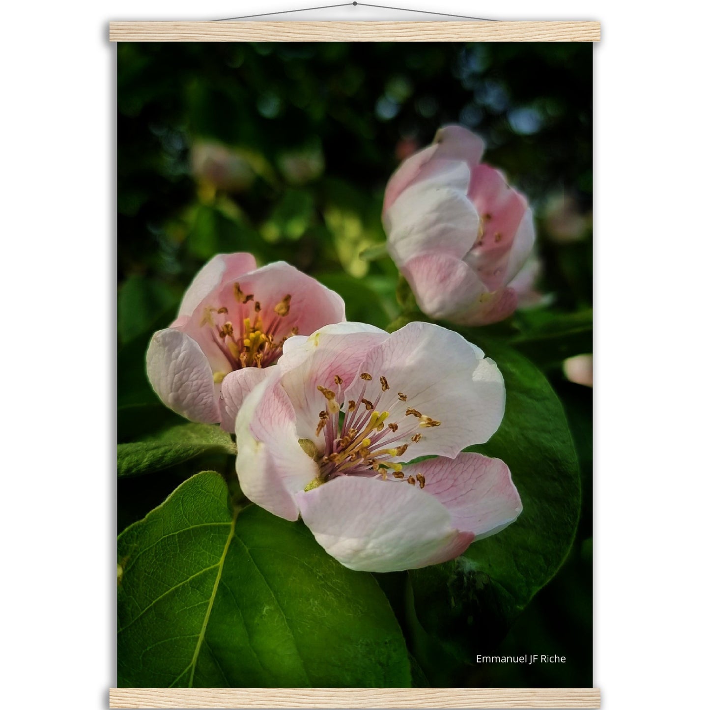 Fleurs de coing - Affiche en papier mat qualité musée avec cintres bois